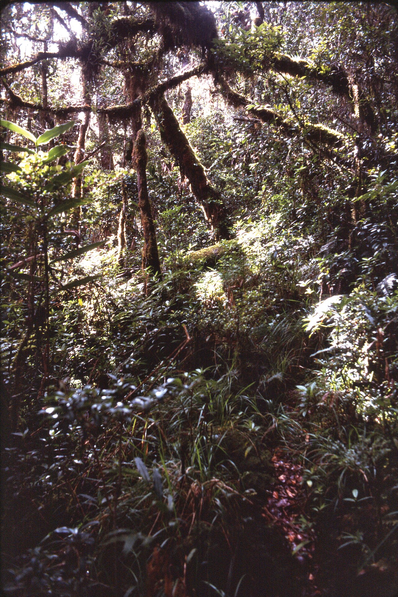 View within upper montane moss forest habitat at 3050m elevation, Finisterre Range, Papua New Guinea. The pitfall trap in which the unique holotype of Lesticus finisterrae sp. n. was collected was located in the shaded area just below the m