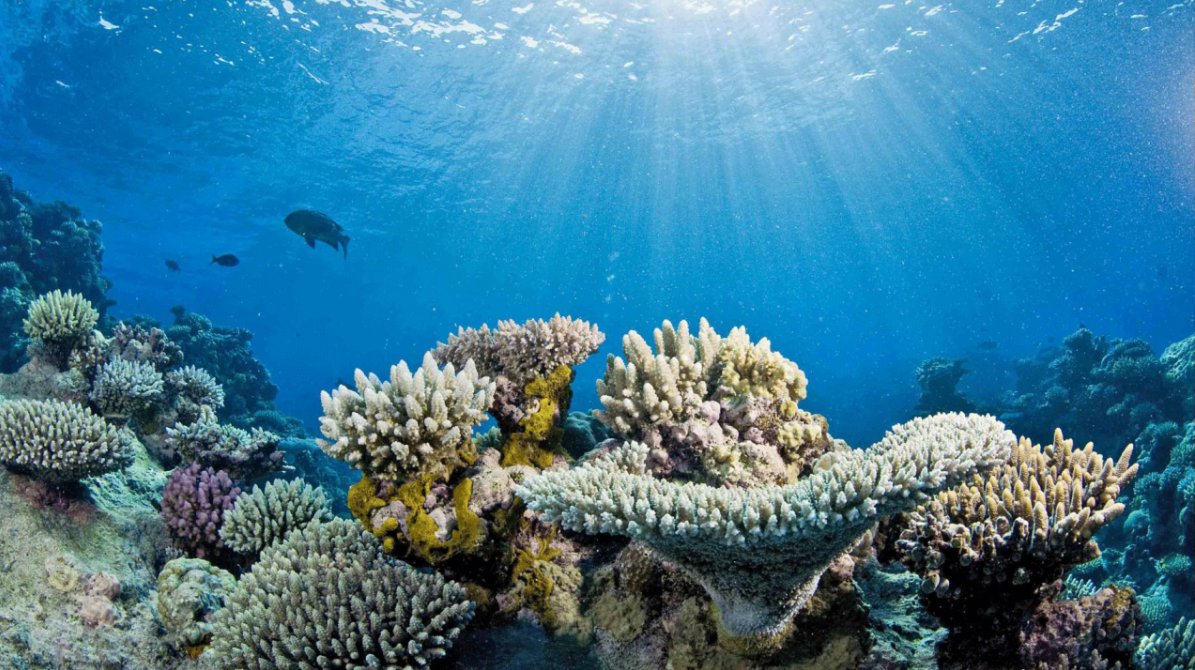 A coral reef with some healthy corals and some corals with signs of bleaching.