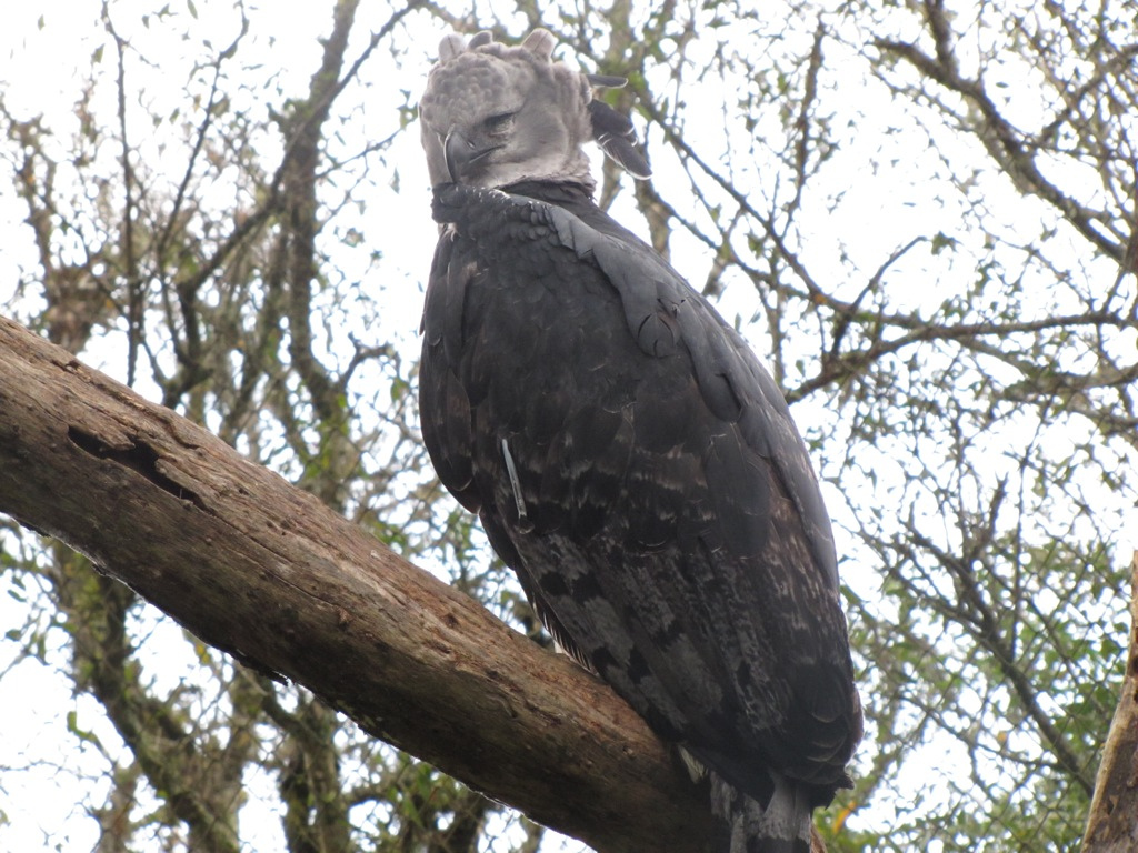 A Harpy Eagle at Curitiba Zoo, Parana, Brazil.
