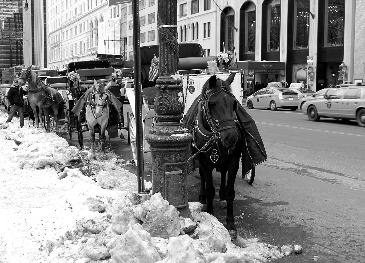 Controversial horse-drawn carriages at New York's Central Park